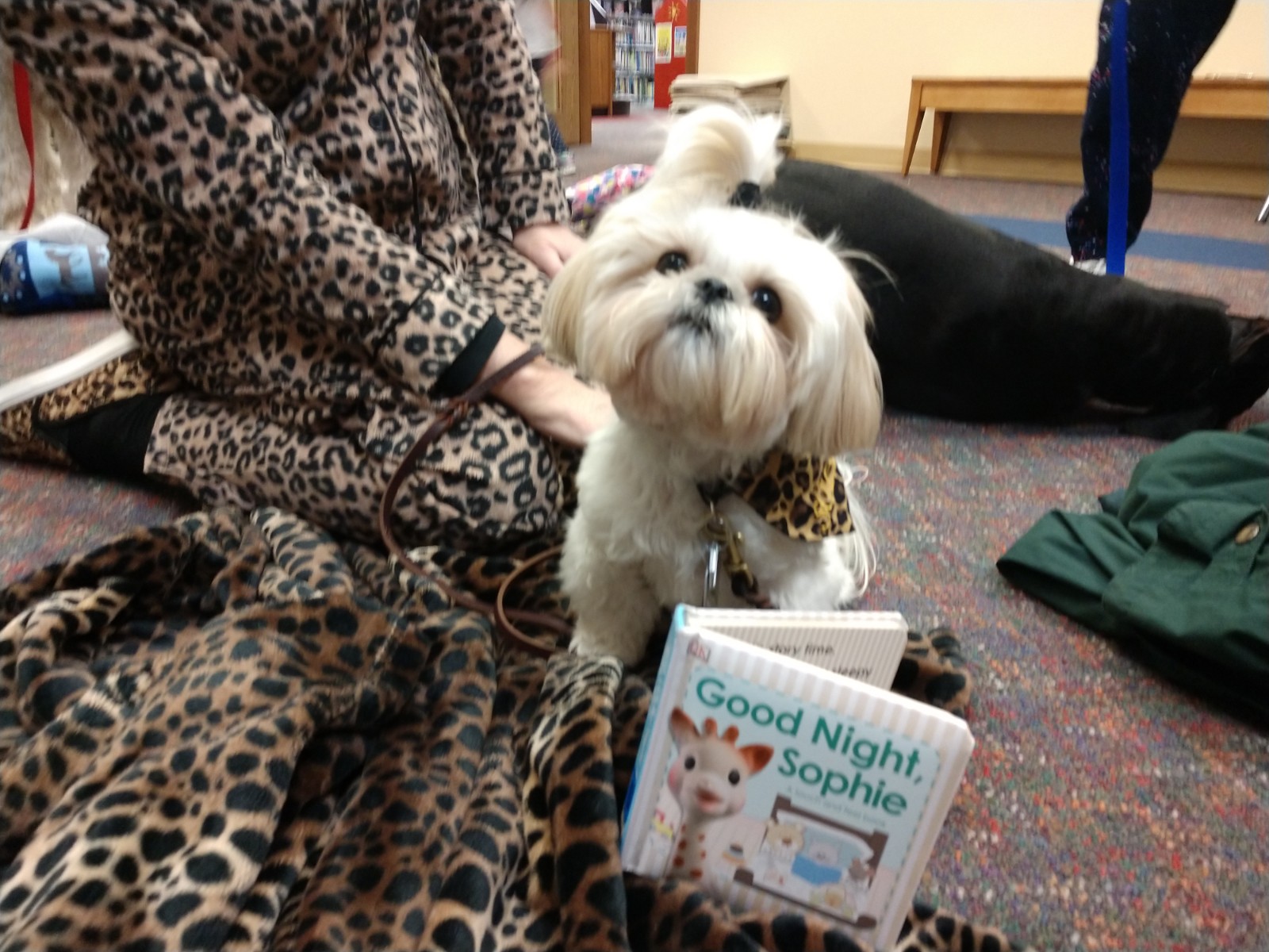 Sophie the Therapy Dog on Pajama Day reading a Sophie board book