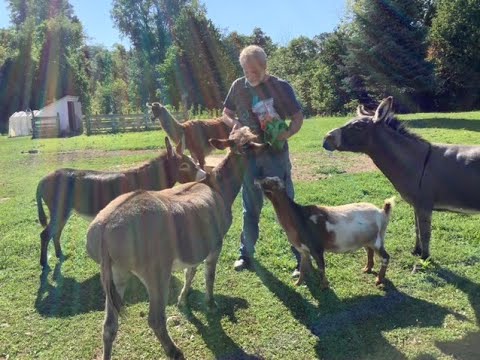 Quarry Farm Friday starring Buddy, Lucy, Silky and everyone who heard the crinkle of the peanut bag, donkeys and goats and more